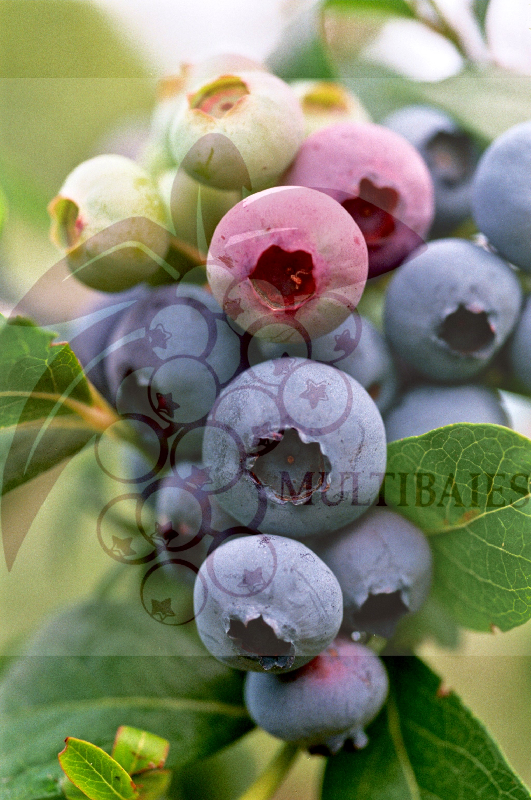 myrtillier Bluecrop