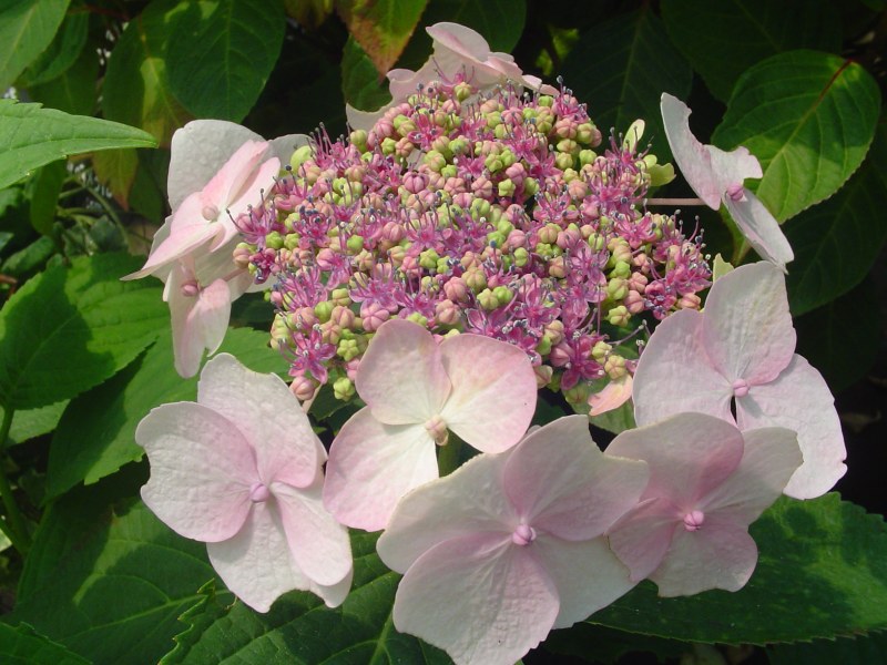 hortensia Néoflore (création maison)