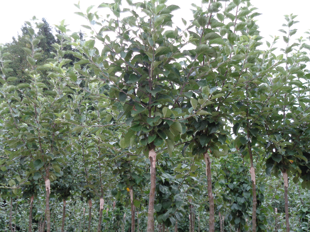 Pommiers à cidre gréffés