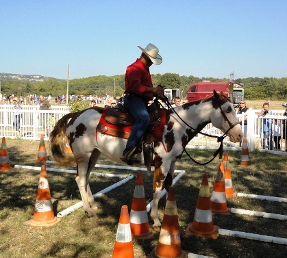 FINE INVESTMENT, PAINT HORSE,  PARCOUR DE TRAIL EN BOSAL 