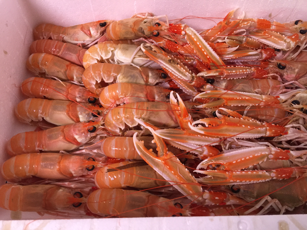 Langoustines grosses de la peche artisanale.