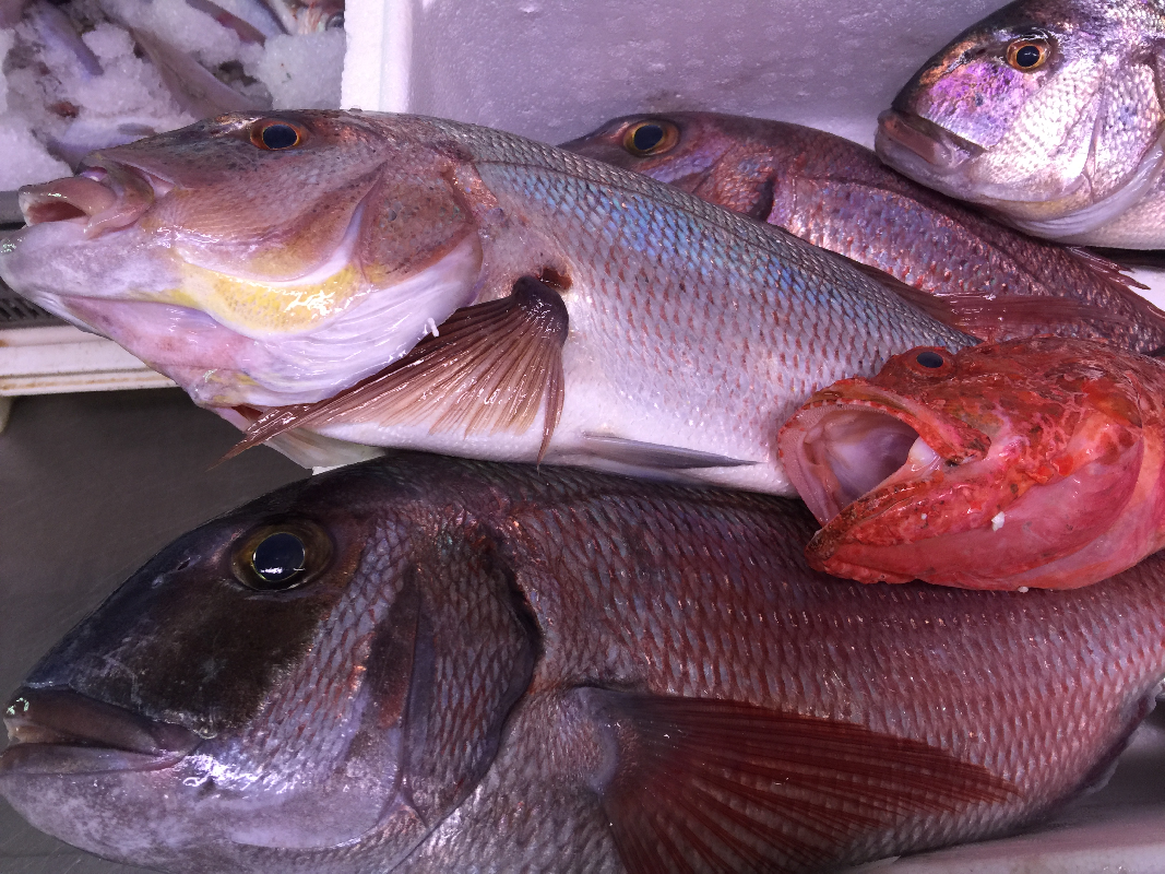 Pagres, Dentis, Chapons également de peche artisanale.