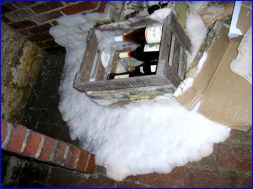 mérule sur une caisse de vin dans une cave