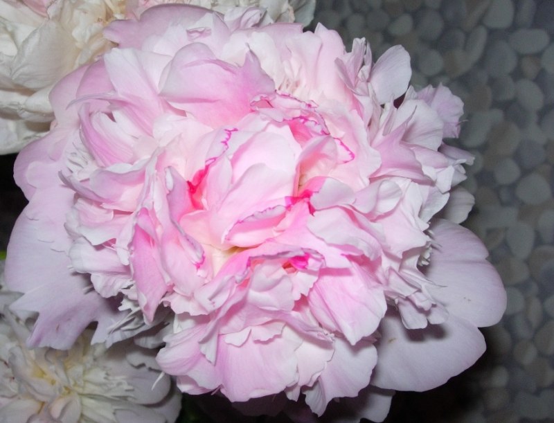 Pivoine rose