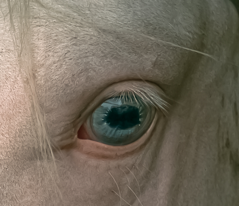 Photographie animalière