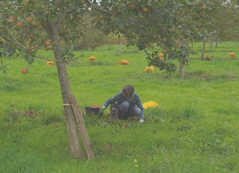 récolte Maison du Cidre
