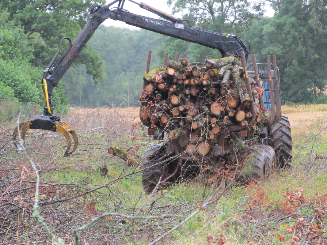 En plein débardage de taillis