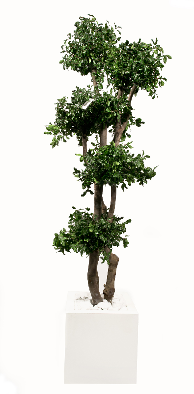 PITTOSPURUM 5 BALLS