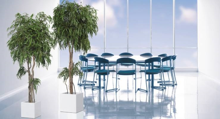 Plante Stabilisee Copa Eucalyptus Nicoly Verte 
