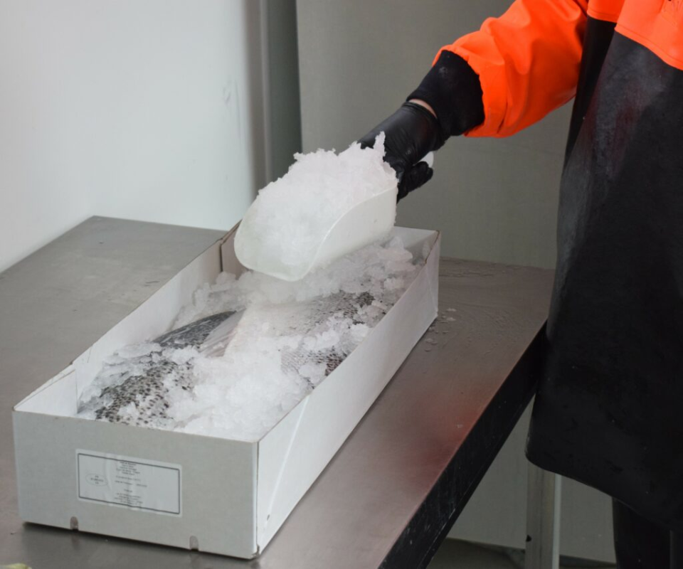 Conditionnement mm fish produit de la mer