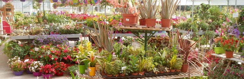Plantes et compositions florales à offrir